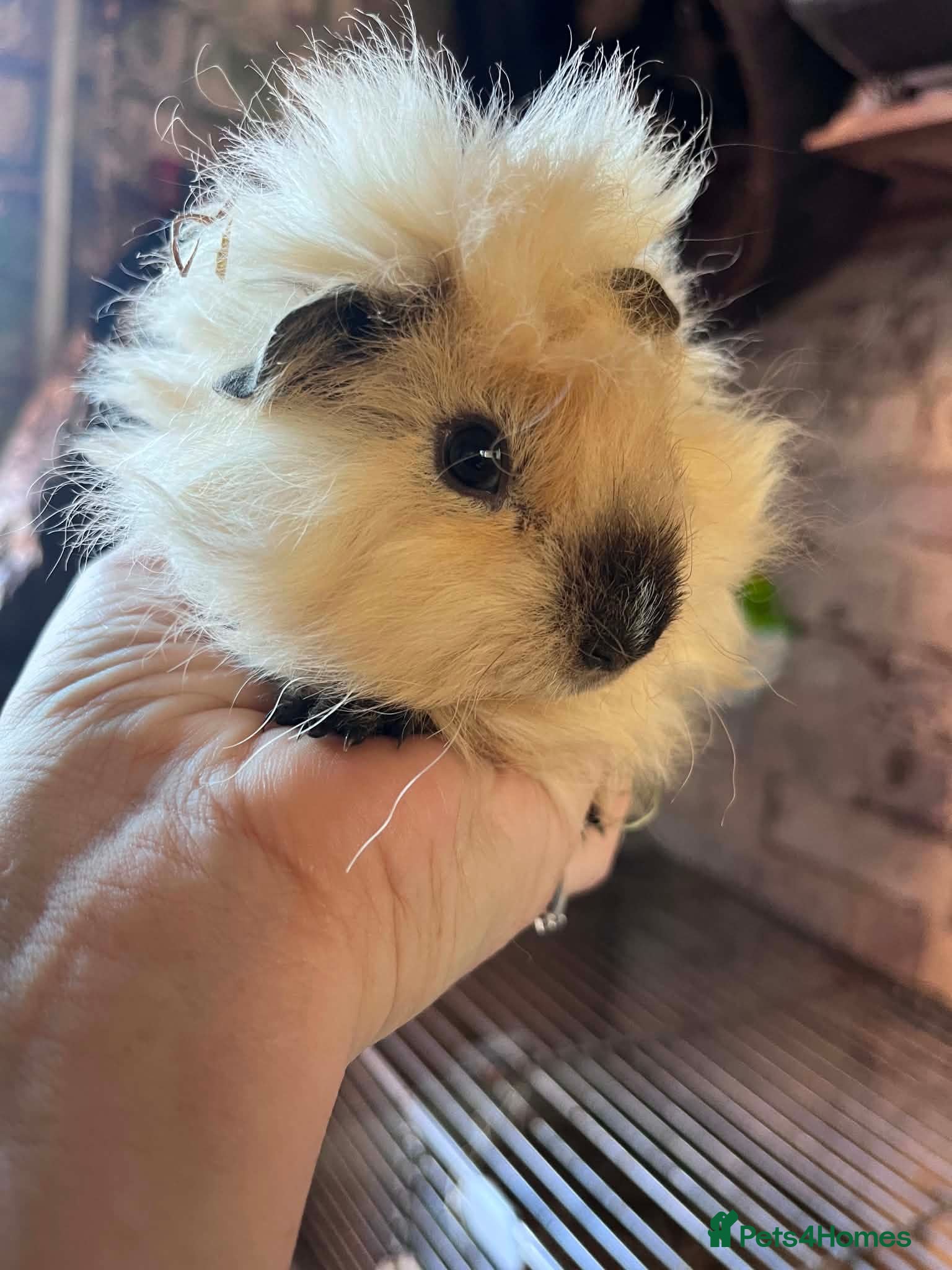Guinea Pig rodents 2 x Beautiful Lunkarya baby boys - Advert 17