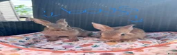 Belgian Hares rabbits for sale: 2 beautiful male Belgian hares ready babies  - Advert 5