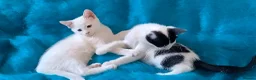 Mixed Breed cats for sale: Turkish Angora mix kittens - Advert 5