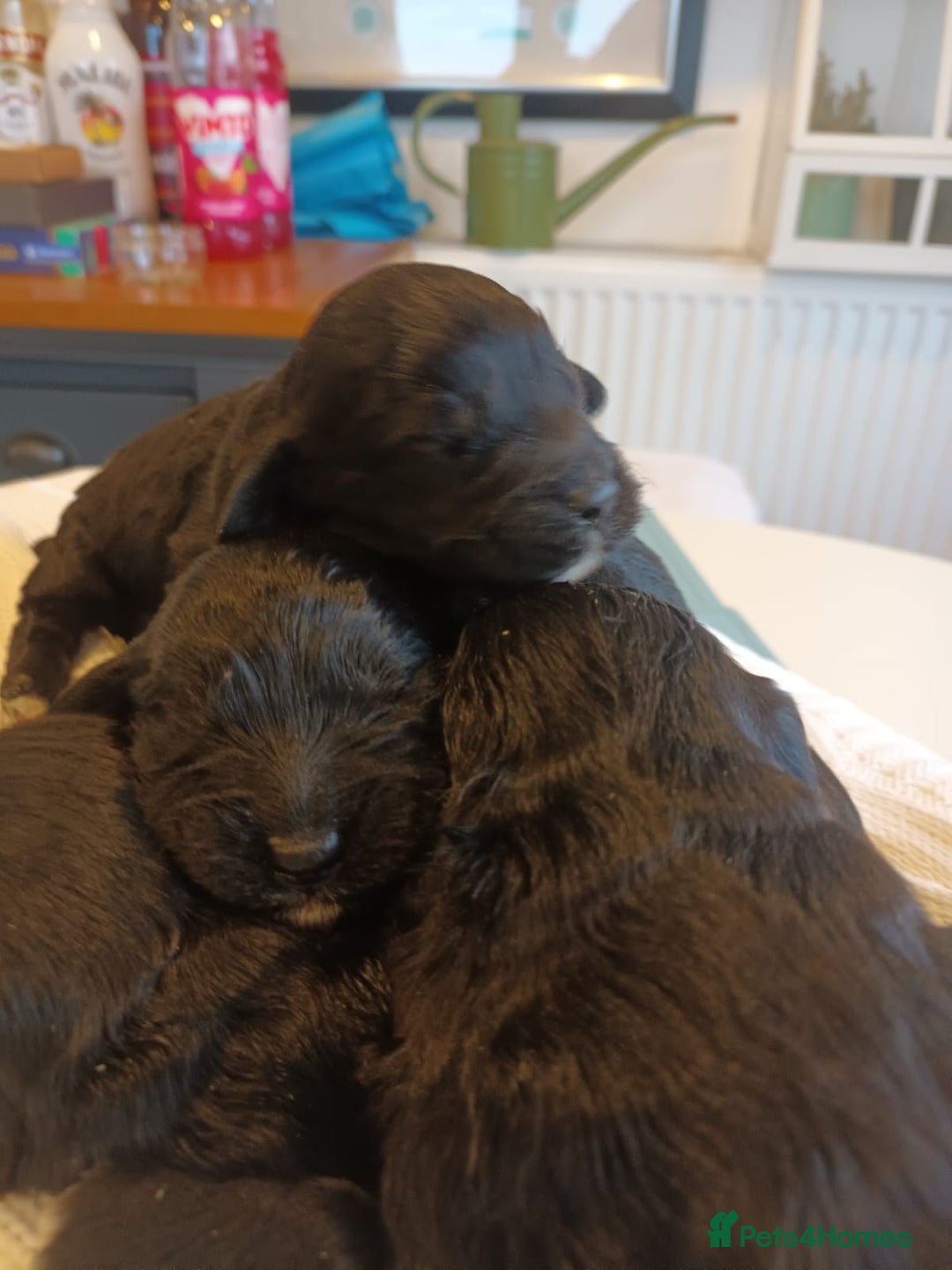 Sproodle dogs for sale: STUNNING SHOW SPRINGAPOO PUPPIES FOR SALE  - Advert 6