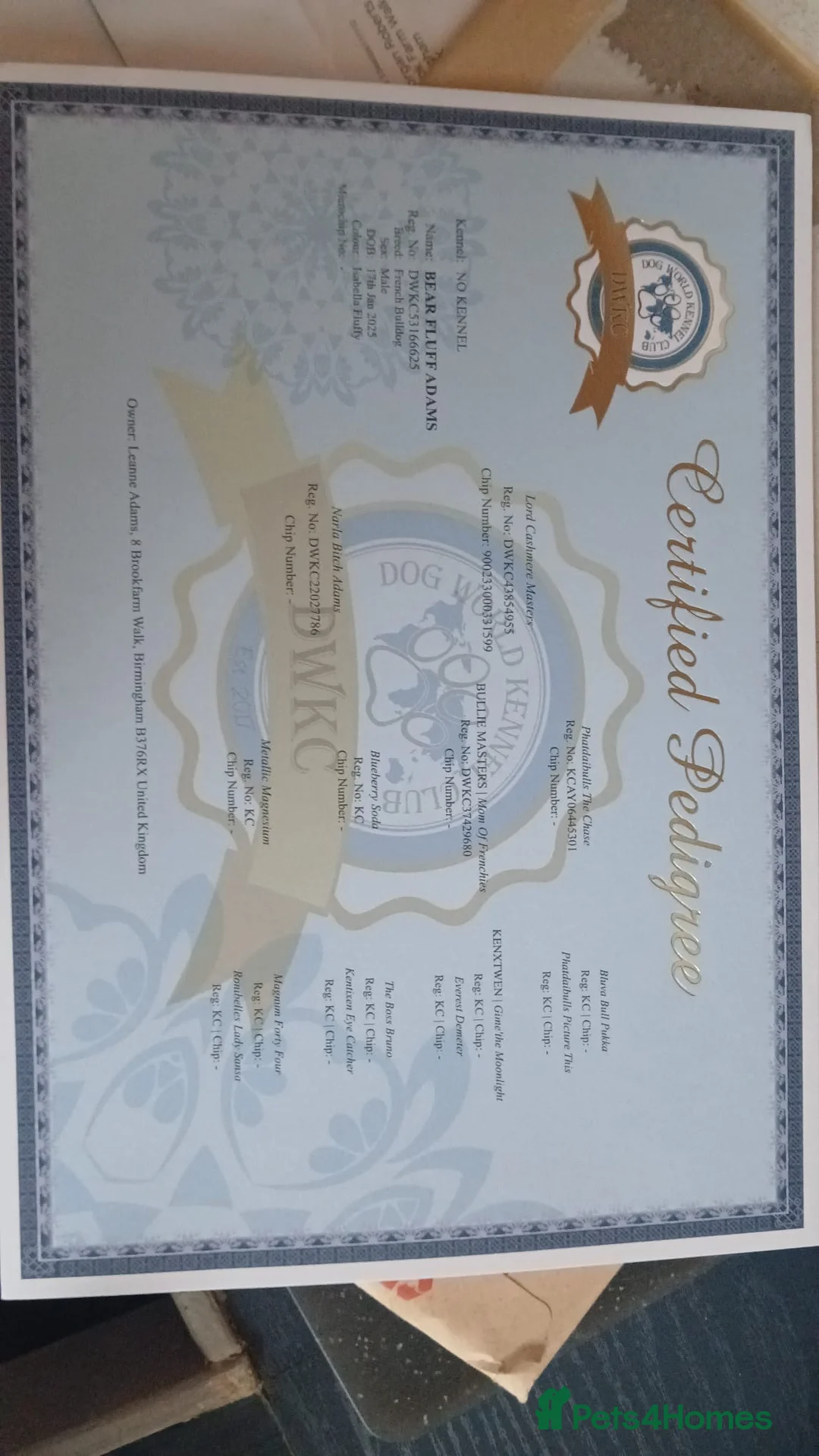 French Bulldog dogs for sale: French Bulldog - Isabella Fluffy  - Advert 2