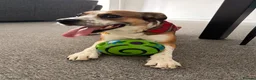 Mixed Breed dogs for sale: Rio 4yr Old Collie Cross in Pontyclun - Advert 2