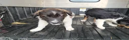 Border Collie dogs for sale: Border collie puppy 1 dog available  - Advert 3