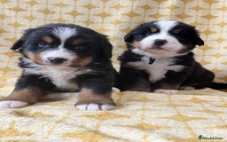 Bernese Mountain Dog dogs for sale: Kc Reg Bernese mountain dogs  - Image 11