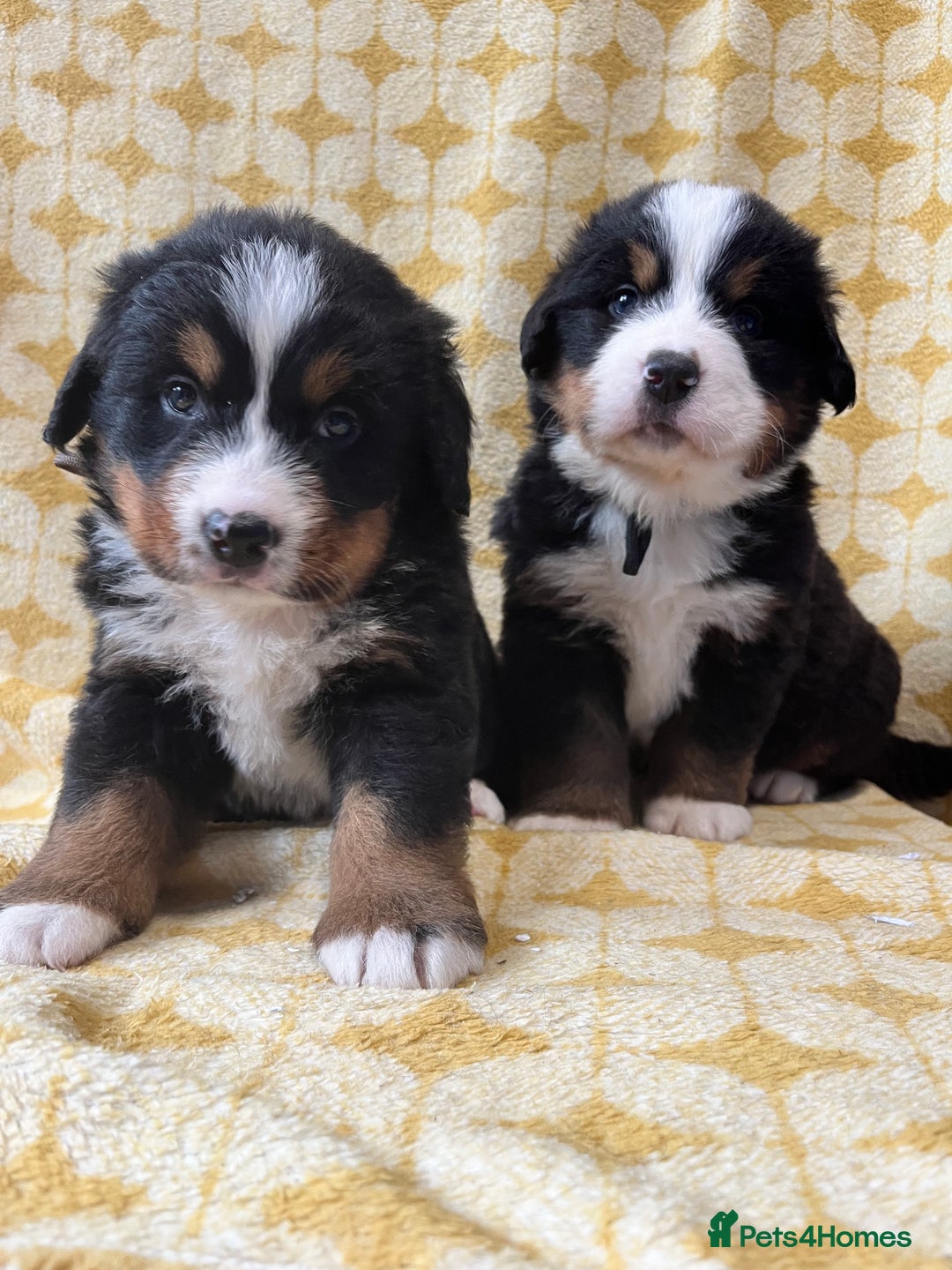 Bernese Mountain Dog dogs for sale: Kc Reg Bernese mountain dogs  - Image 11