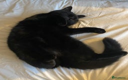 British Shorthair cats for sale: Kuro - Black British Shorthair - Advert 5