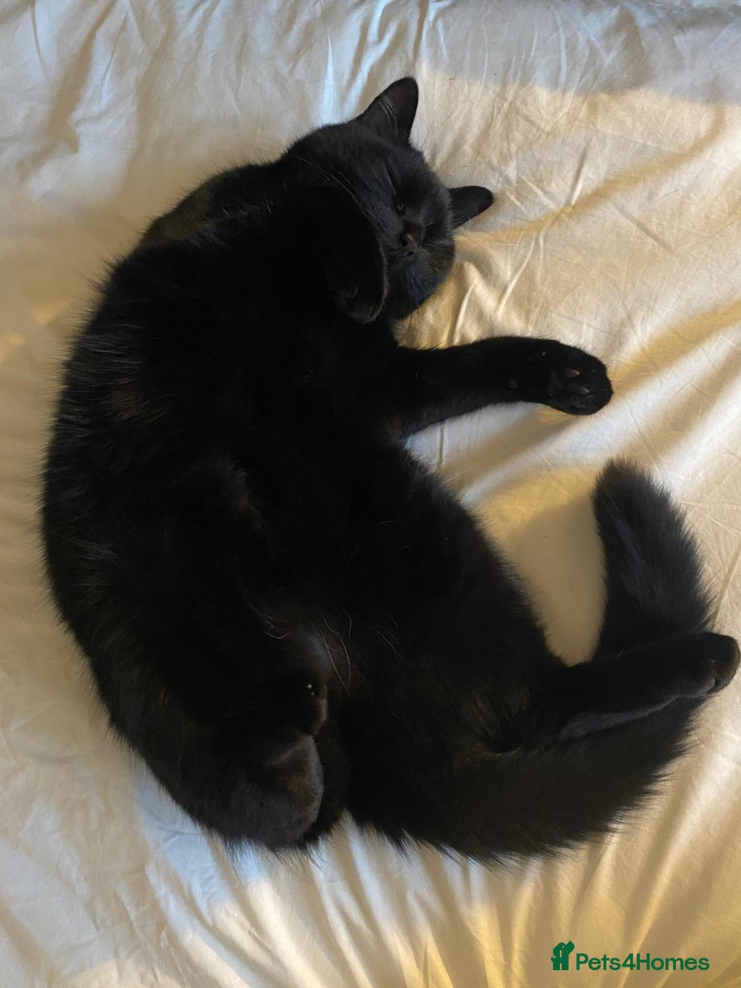 British Shorthair cats for sale: Kuro - Black British Shorthair - Advert 5