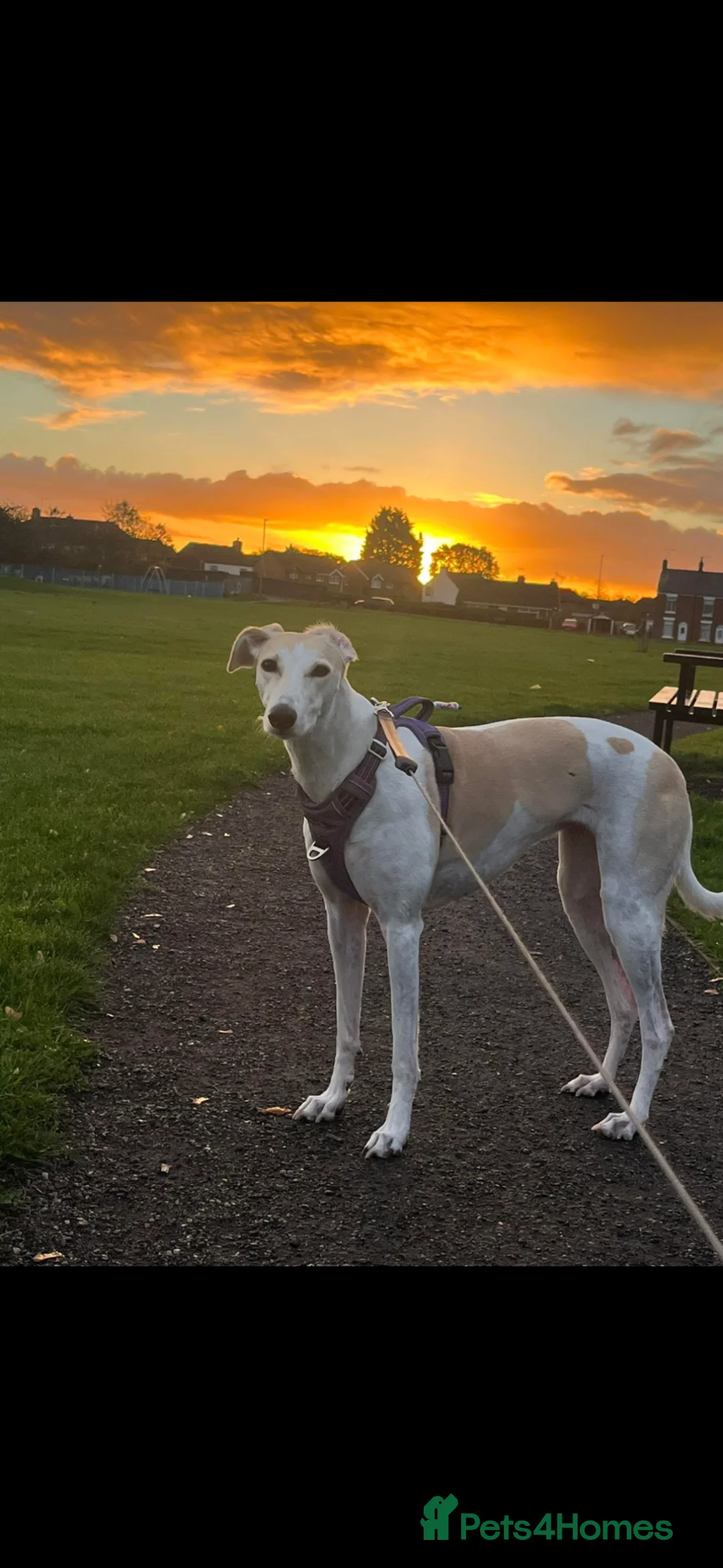 Saluki dogs for sale: Saluki greyhound puppies in Crewe - Advert 1