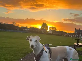 Saluki dogs Saluki greyhound puppies - Advert 14