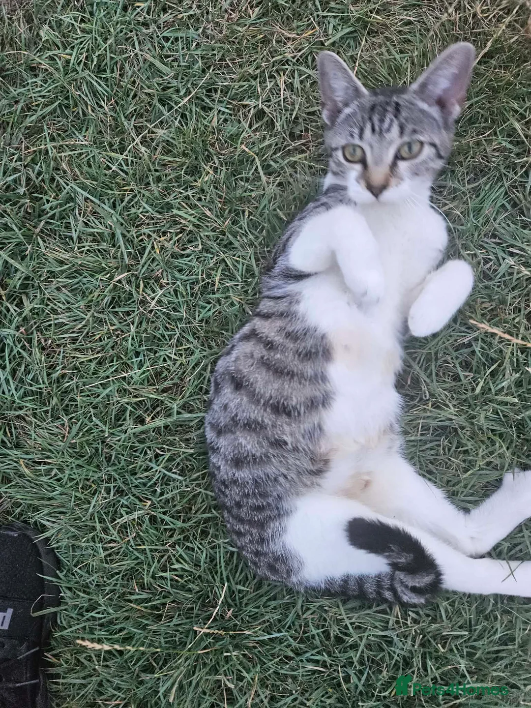 Domestic Shorthair cats for sale: Tabby cat and tuxedo cat for sale taby cat is free - Advert 4