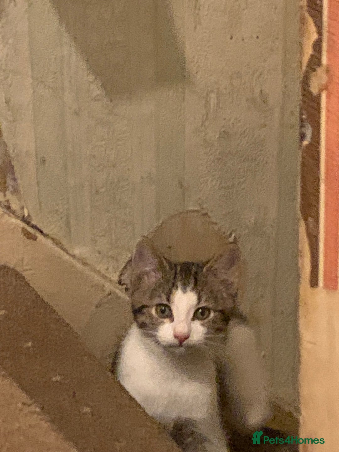 British Shorthair cats for sale: 3 Kitten ready to leave today  - Advert 10