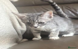 Mixed Breed cats for sale: Maincoon x Scottish fold  - Image 14