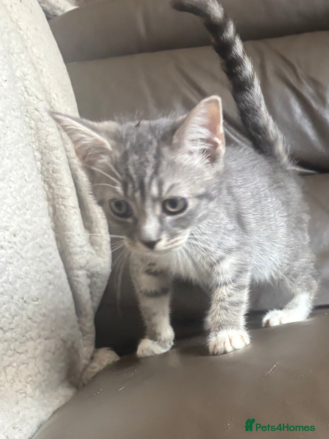 Mixed Breed cats for sale: Maincoon x Scottish fold  - Image 14