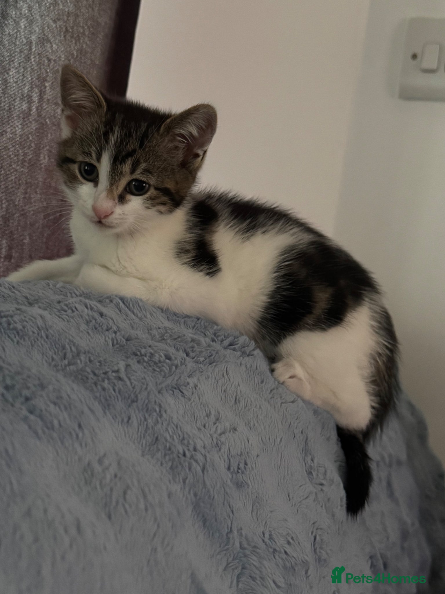 Mixed Breed cats Female Kitten - 9 weeks old  - Advert 1