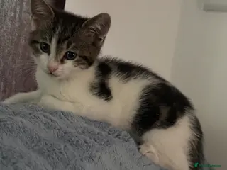 Mixed Breed cats Female Kitten - 9 weeks old - Advert 1