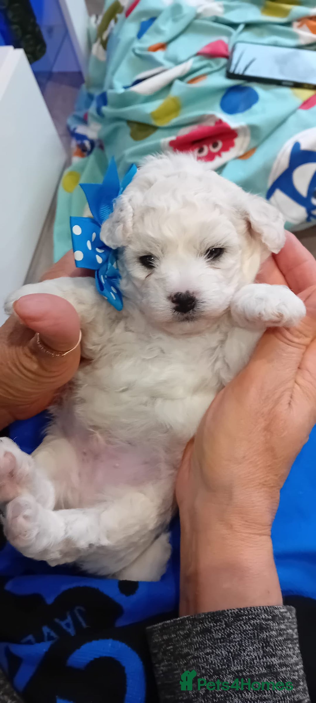 Bichon Frise dogs for sale: Bichon Frise 4 boys ( only 1 boy left ) - Advert 9