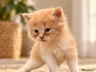 Persian cats Persian Cross Russian Blue Kittens - Advert 3