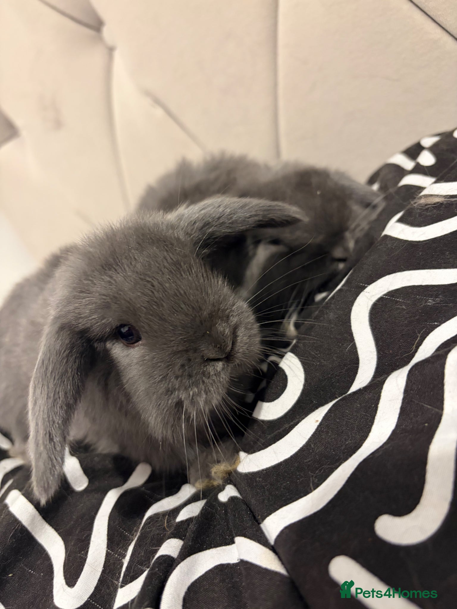 Mini Lop rabbits READY NOW  mini lops - Advert 4