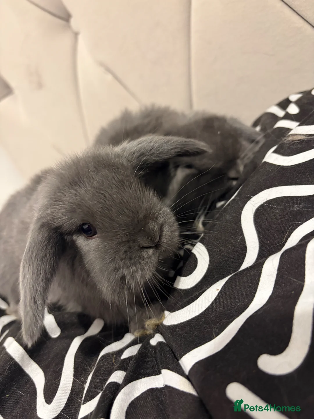 Mini Lop rabbits for sale: READY NOW  mini lops - Advert 1
