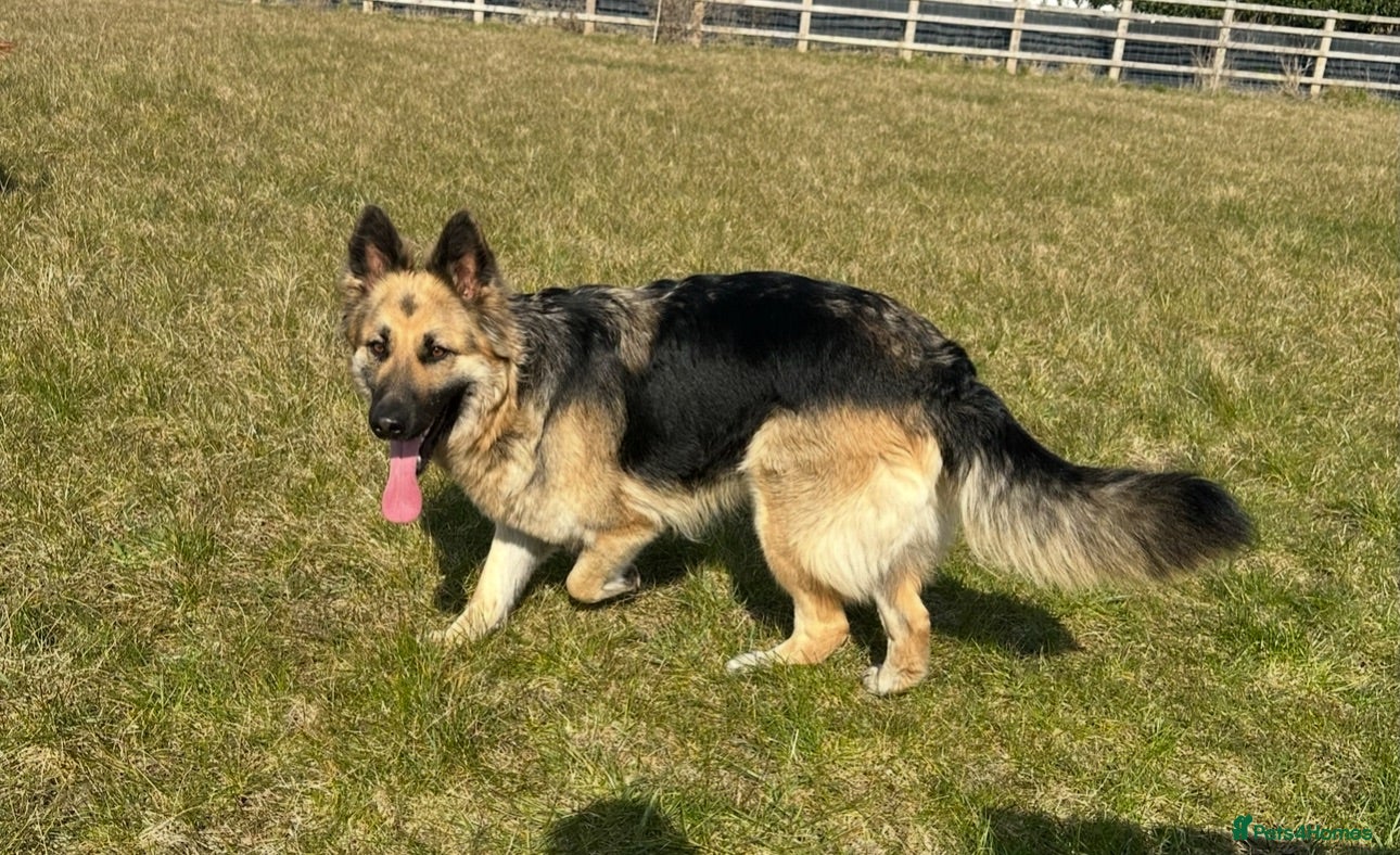German Shepherd dogs German Shepherd puppies for sale - Advert 3