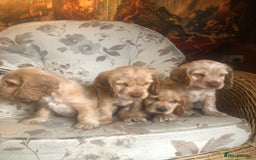 Cocker Spaniel dogs for sale: 4 stunning cocker spaniel puppies  - Image 23