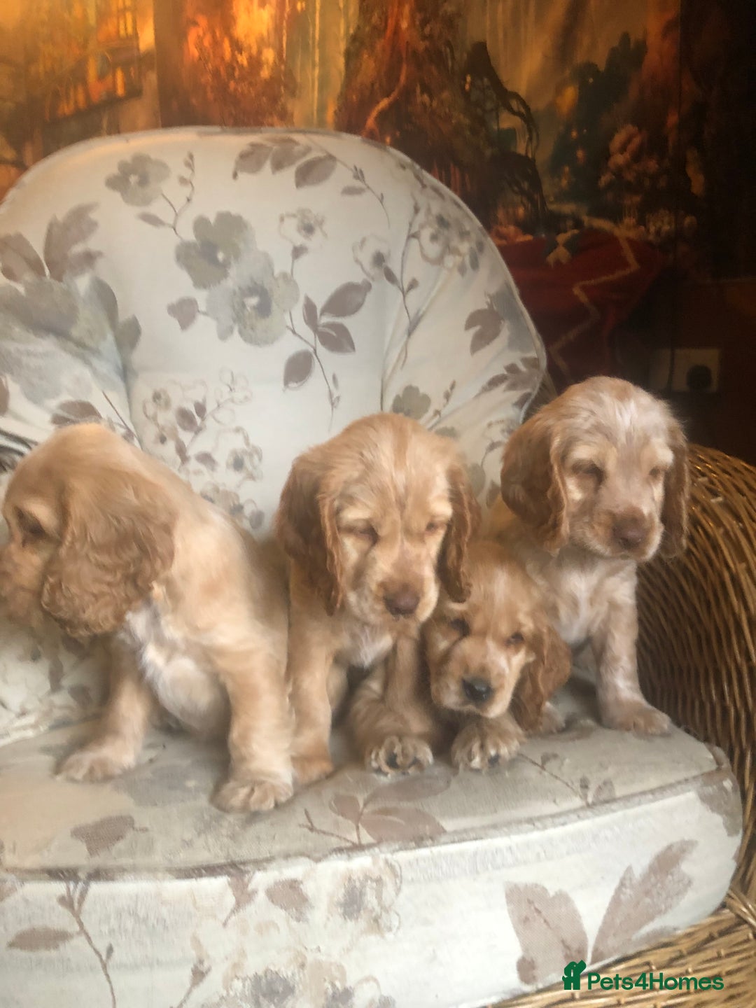 Cocker Spaniel dogs for sale: 4 stunning cocker spaniel puppies  - Image 23
