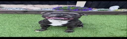Staffordshire Bull Terrier dogs for stud: ZIGGY AVAILABLE FOR STUD HANDSOME PEDIGREE SBT in Nottingham - Advert 6