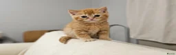 British Shorthair cats for sale: Beautiful British Shorthair & Longhair Kittens - Advert 25