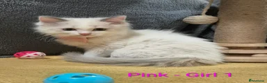 Pink Girl 1 🩷