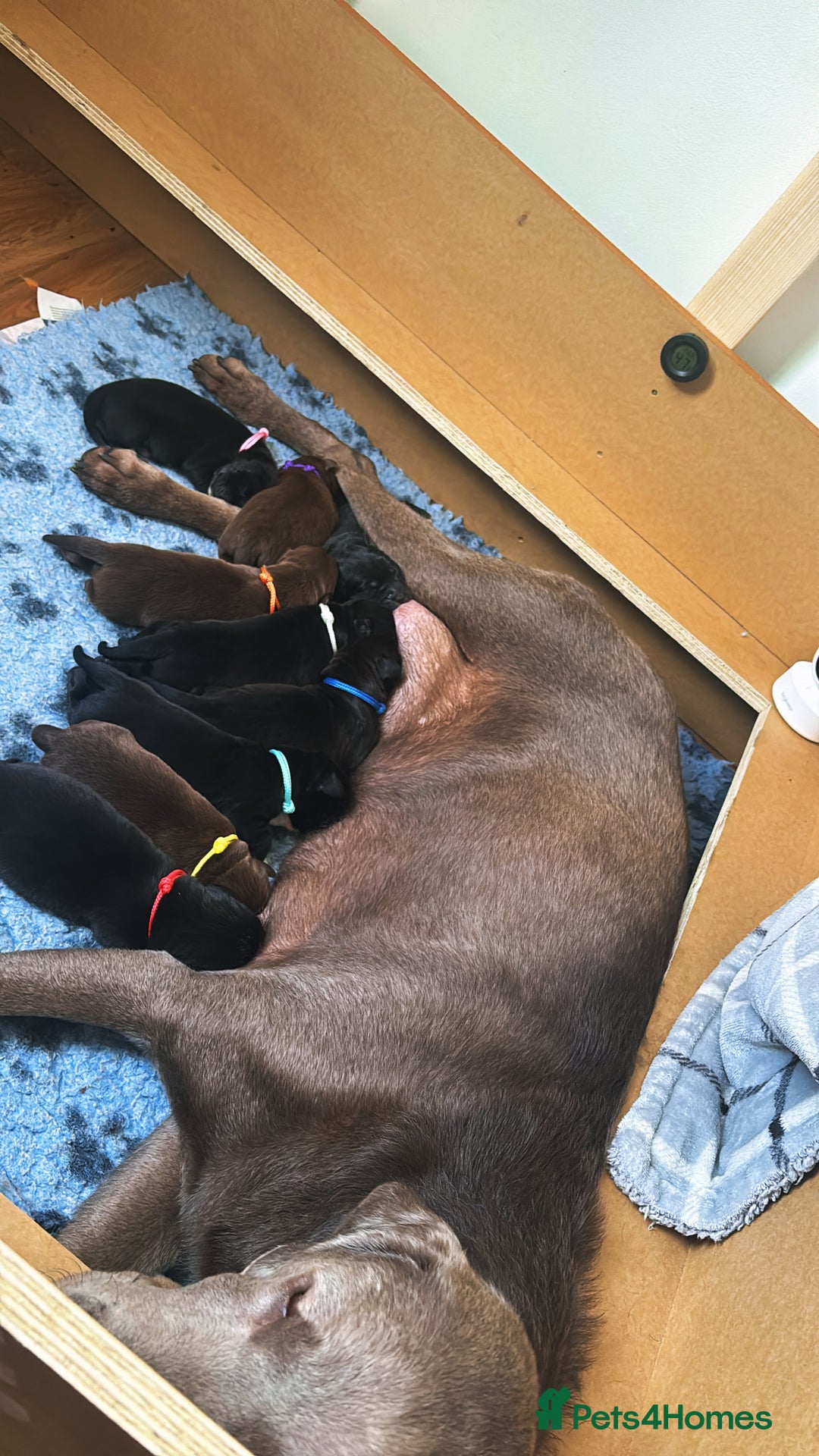 Borador dogs for sale: Gorgeous lab x collie pups. Silver, choc & black - Image 6