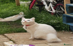 Mixed Breed cats for sale: Mixed breed Turkish Angora fluffy kittens - Image 17