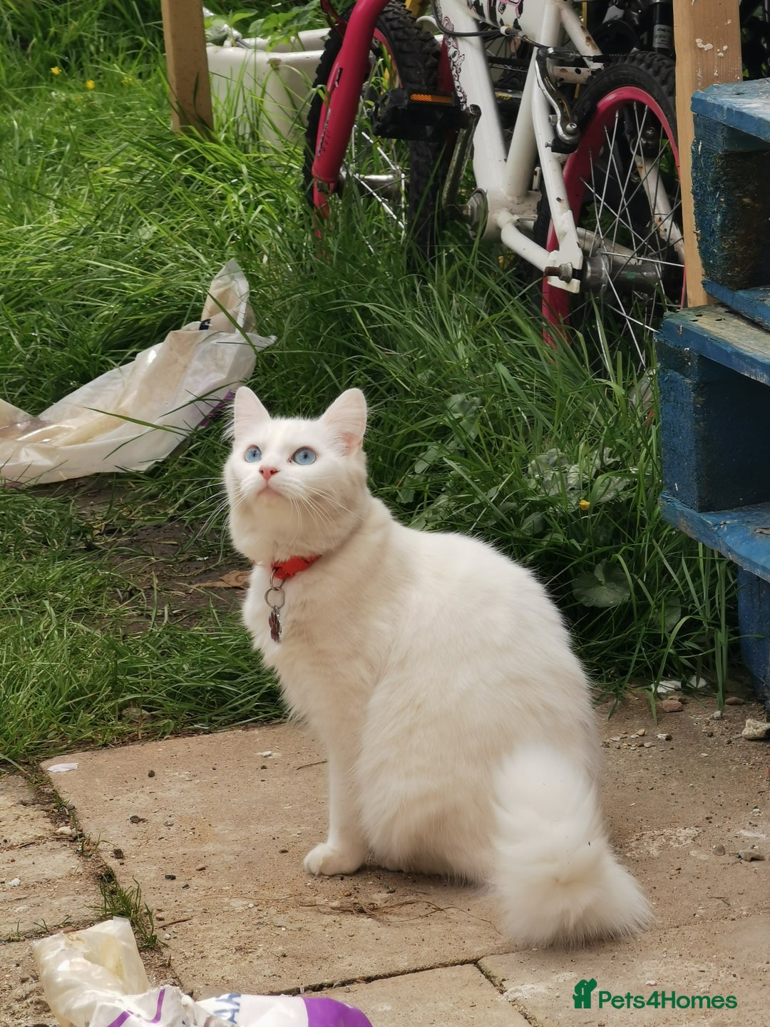 Mixed Breed cats for sale: Mixed breed Turkish Angora fluffy kittens - Image 17