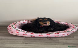 Cocker Spaniel dogs for sale: Show Type Cocker Spaniel girl - Image 3