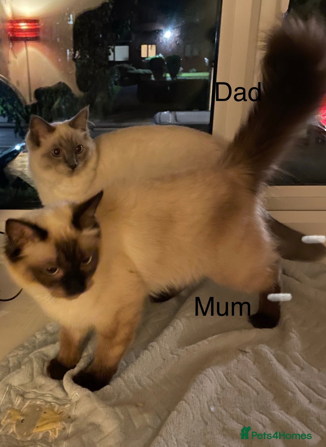 Ragdoll cats for sale: 4 x Pure beautiful ragdoll kittens for sale.  - Image 6
