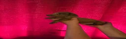 Miniature Dachshund dogs for sale: Gorgeous litter of miniature dachshunds - Advert 16