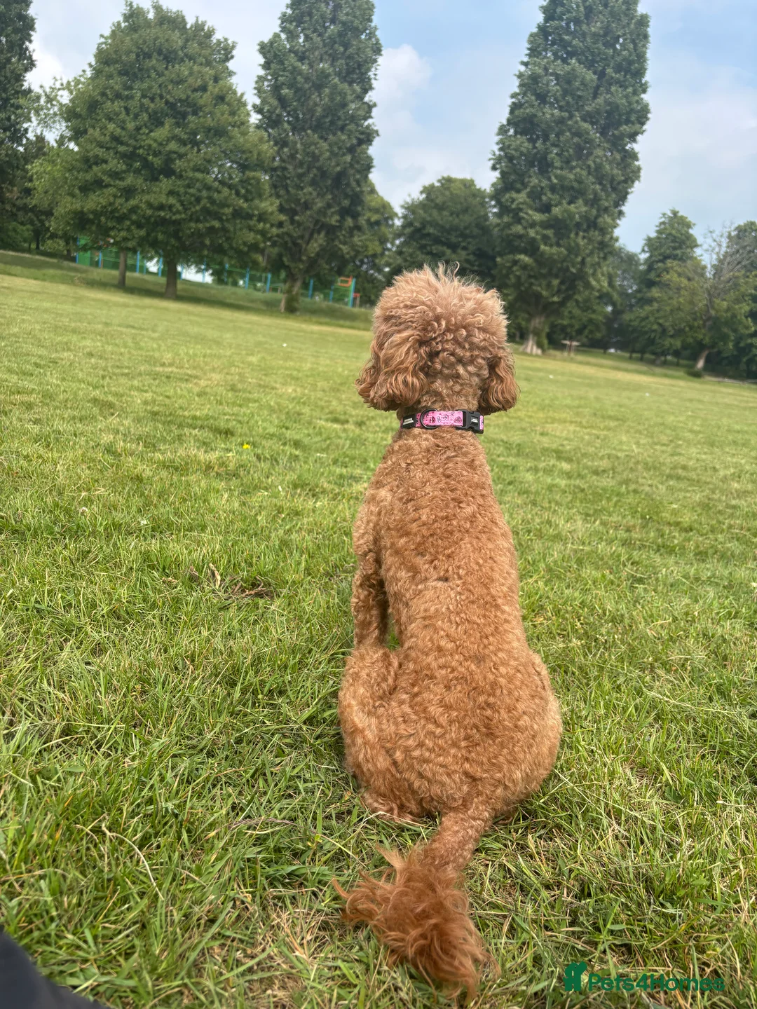 Toy Poodle dogs for sale: Beautiful red toy poodle Peggie  - Advert 6