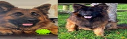 German Shepherd dogs for sale: Top Quality GSD puppies available  - Advert 9