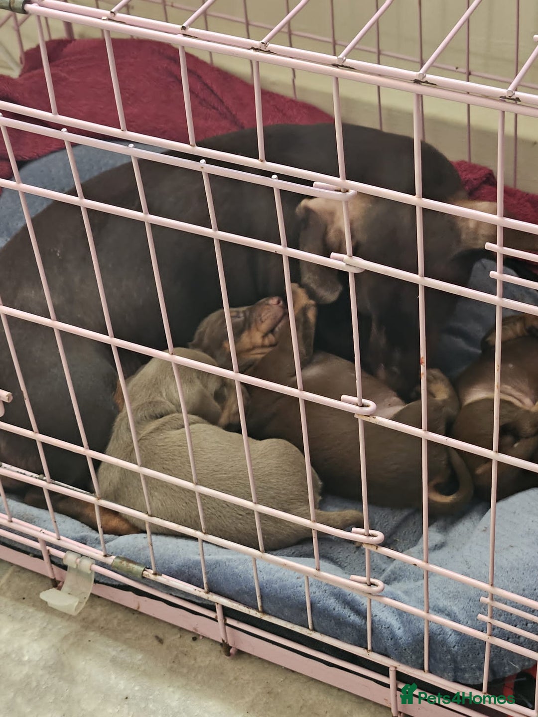 Dachshund dogs for sale: Dachshand girls for sale  - Advert 1