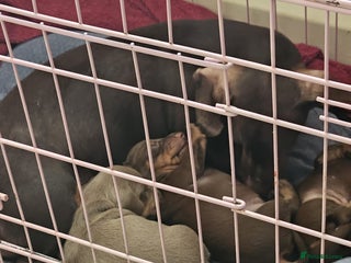 Dachshund dogs Dachshand girls for sale - Advert 1