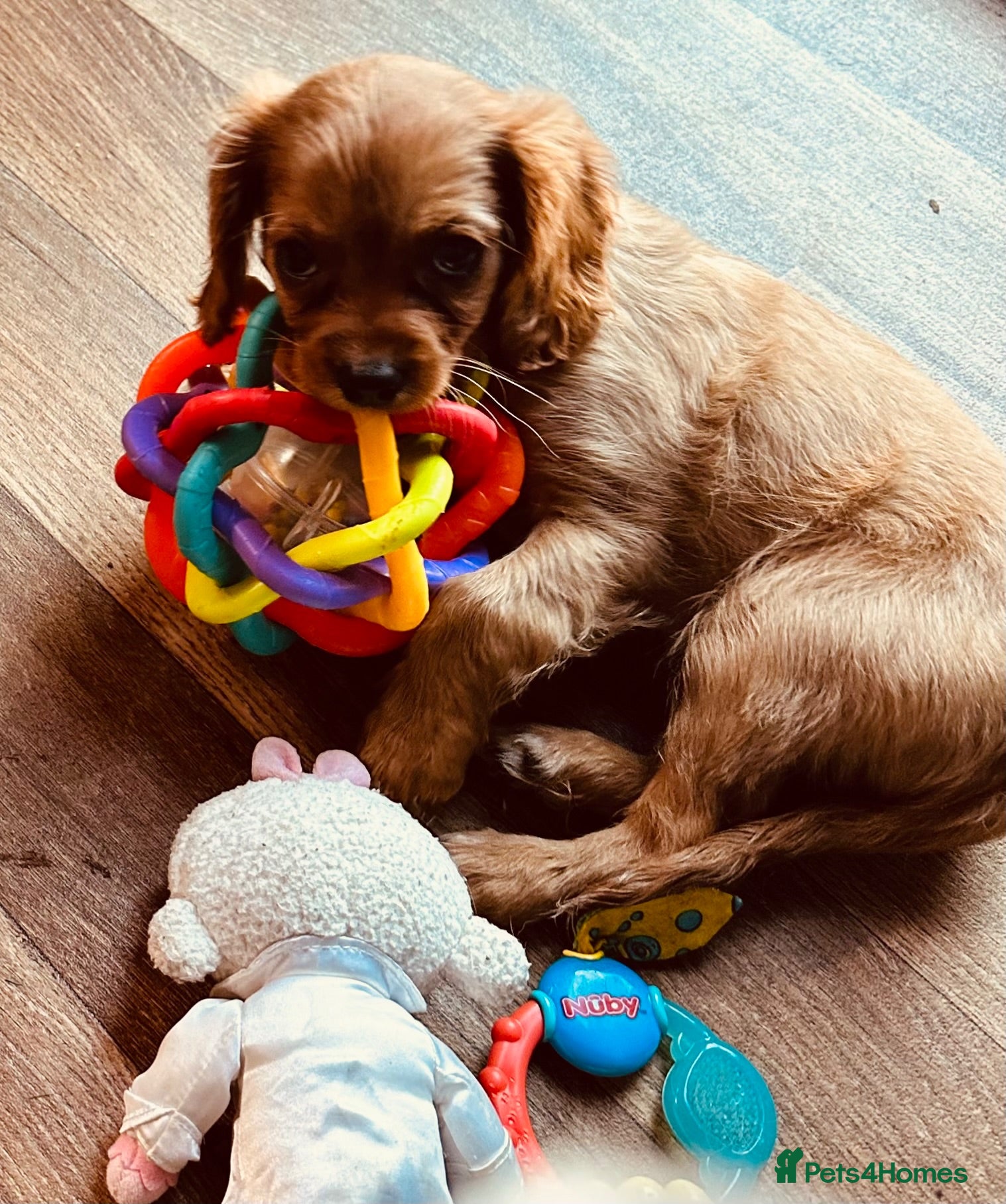 Cavalier King Charles Spaniel dogs 2 LITTLE Ruby GIRLS left READY TO LEAVE  - Advert 3