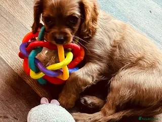 Cavalier King Charles Spaniel dogs 2 LITTLE Ruby GIRLS left READY TO LEAVE - Advert 3