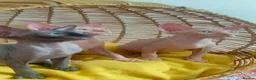 Sphynx cats for sale: Beautiful Canadian Sphynx Kittens Available 💎 - Advert 5