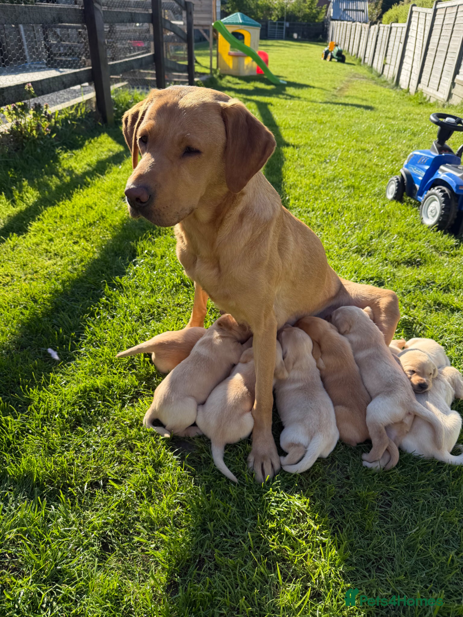 Labrador Retriever dogs KC registered Fully health tested Labrador pups - Advert 17