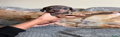 Chiweenie Puppy blue and tan female 