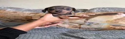 Chiweenie dogs for sale: Tiny dachshund cross chihuahua pups  - Advert 14