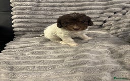 Cockapoo dogs for sale: 2 male cockapoo puppies  - Image 13
