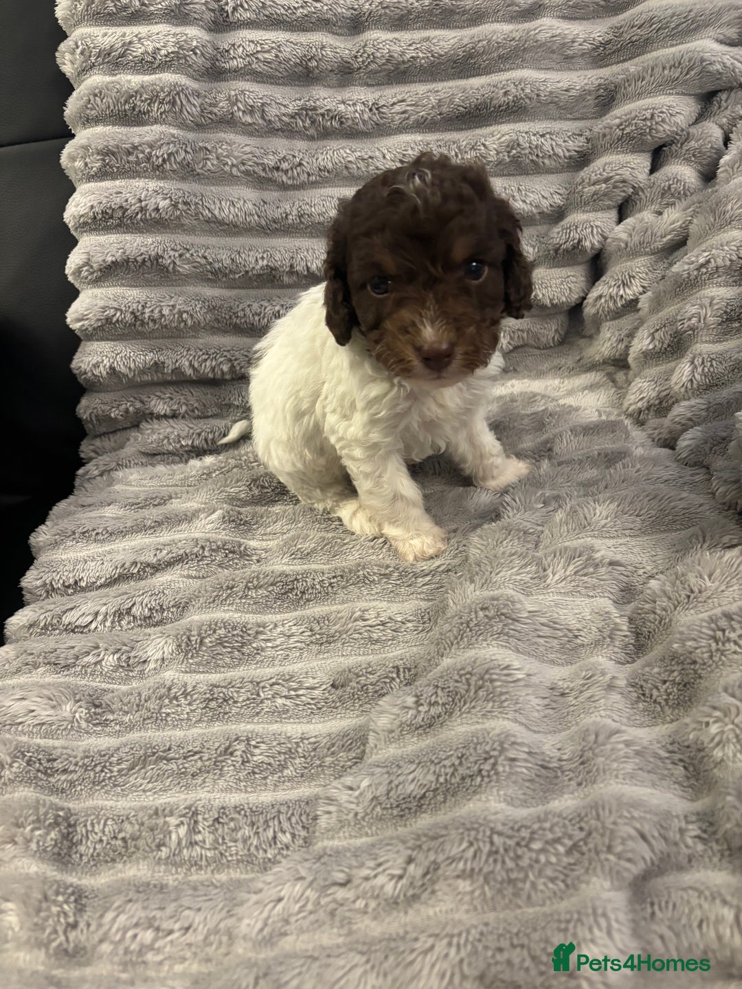 Cockapoo dogs for sale: 2 male cockapoo puppies  - Image 13