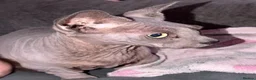 Sphynx cats for sale: Beautiful male and female  - Advert 12