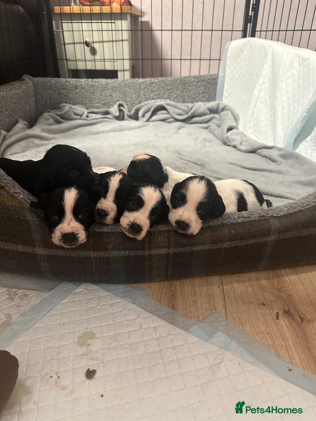 Cocker Spaniel dogs for sale: Cocker spaniel puppies  - Image 10