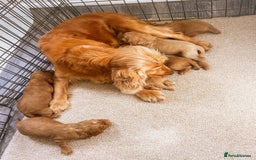 Cockapoo dogs for sale: Fox red Cockapoo pups  - Image 3